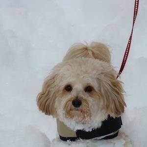 Meet your Posher, Carl